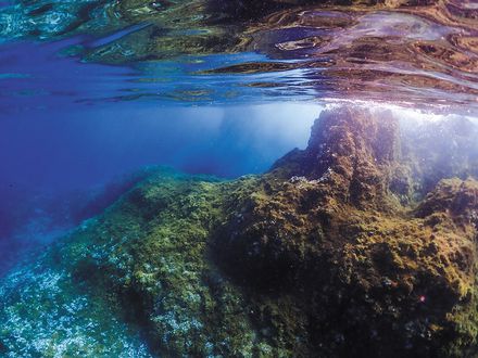 Tropicalización e invasiones 