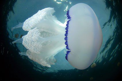 MEDUSAS, ¿POR QUÉ NOS INVADEN?