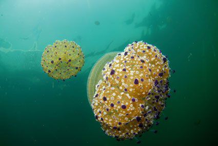 MEDUSAS, ¿POR QUÉ NOS INVADEN?