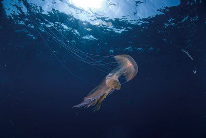 MEDUSAS, ¿POR QUÉ NOS INVADEN?