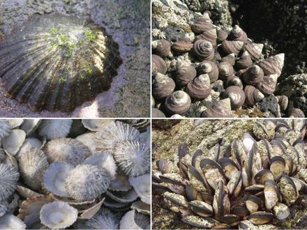 EL MARISQUEO EN CANARIAS