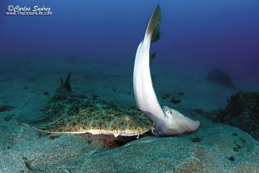 LANZAROTE, UNA ISLA IDEAL PARA EL BUCEO...