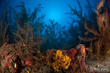 LANZAROTE, UNA ISLA IDEAL PARA EL BUCEO...