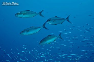 LANZAROTE, UNA ISLA IDEAL PARA EL BUCEO...