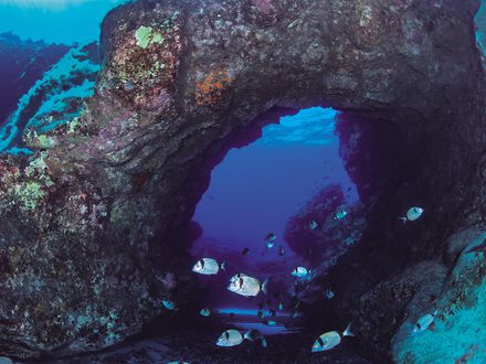 Un tesoro bajo el mar