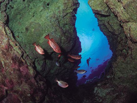 Un tesoro bajo el mar