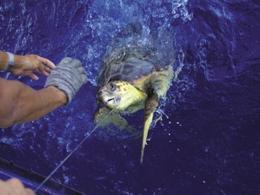 TORTUGAS MARINAS EN EL ANZUELO