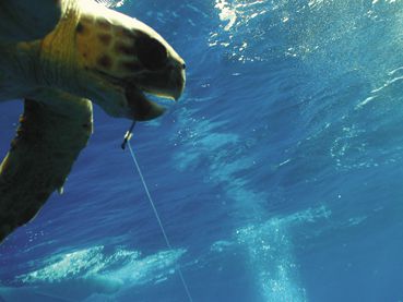 TORTUGAS MARINAS EN EL ANZUELO