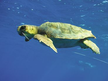 TORTUGAS MARINAS EN EL ANZUELO