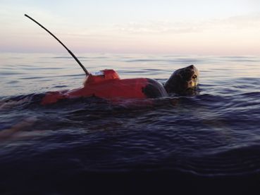 TORTUGAS MARINAS EN EL ANZUELO