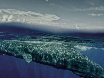 De las ballenas, la intimidad y el abismo