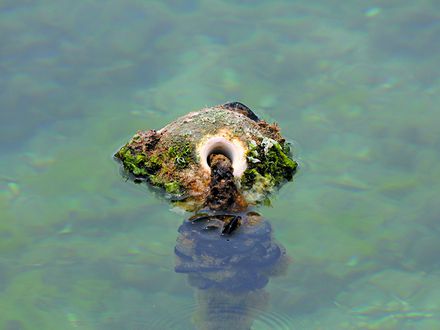 LA FAUNA EN LAS BOYAS MARINAS