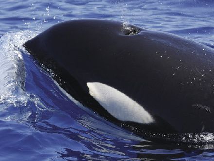 ORCAS FRENTE A LANZAROTE