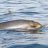 Beaufort O y las ballenas flotantes