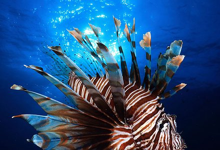 PEZ LEÓN (Pterois antennata)