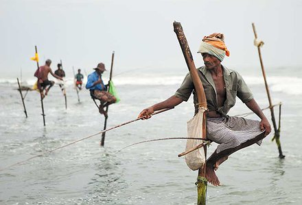 LOS PESCADORES  ZANCUDOS DE SRI LANKA