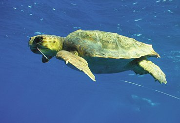 TORTUGAS MARINAS EN EL ANZUELO