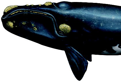 Desafíos ocultos           para la recuperación de Ballenas Francas del Atlántico Norte
