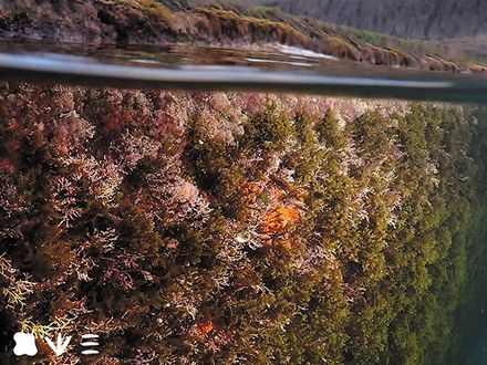 Un alga sin invitación